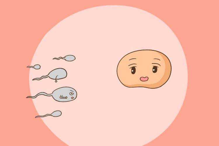 使用供精试管婴儿生育的宝宝颜值不高吗？