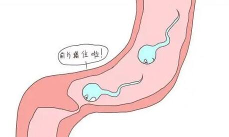 输卵管梗阻能排卵吗能做试管怀孕吗？